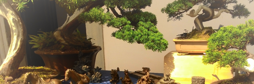 Home Page - morinibonsai-trial