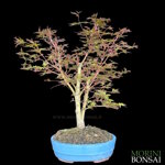 acer-palmatum-varieta-sango-kaku-ap105