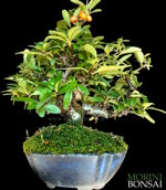 pyracantha-coccinea-pyr005