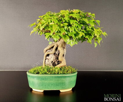 Home Page - morinibonsai-trial