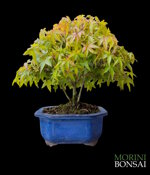 acer-palmatum-kiyohime-ap92