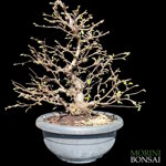 ostrya-carpinifolia-caprino-nero-oc105