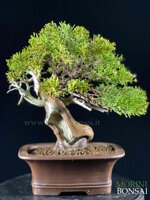 juniperus-itoigawa-gi225