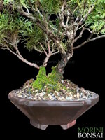 juniperus-itoigawa-gi218