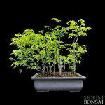 zelkova-serrata-zs007