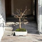 acer-burgerianum-acero-tridente-ab102