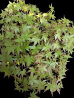 acer-palmatum-yamamomiji-ap51