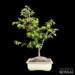 prunus-okame-pr105