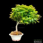 acer-palmatum-varieta-little-princess-ap107