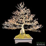 acer-buergerianum-acero-tridente-ab40