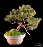 juniperus-itoigawa-gi227