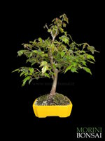 acer-buergerianum-acero-tridente-ab101