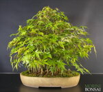 acer-palmatum-yamamomiji-ap35