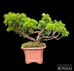 juniperus-itoigawa-gi230