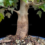 acer-buergerianum-acero-tridente-ab104