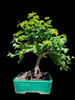 carpinus-orientalis-cor101