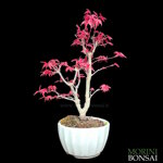acer-palmatum-varieta-deshojo-ap89