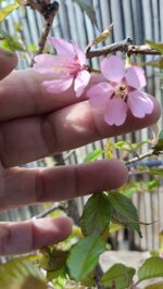 prunus-okame-pr105