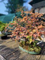 pseudocydonia-sinensis-pc01