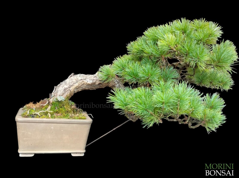 pinus-pentaphylla-pino-bianco-giapponese-pp50