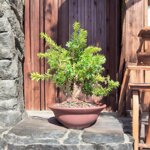 taxus-media-hicksii-tmh101