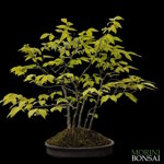 fagus-crenata-faggio-del-giappone-fg03