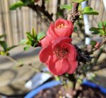 chaenomeles-red-kimono-cha100