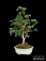 acer-buergerianum-acero-tridente-ab100