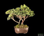 juniperus-itoigawa-gi218