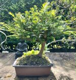 taxus-baccata-tb101