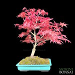 acer-palmatum-varieta-deshojo-ap108