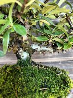 pyracantha-coccinea-pyr005