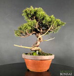 juniperus-itoigawa-gi219