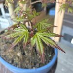 acer-palmatum-varieta-sango-kaku-ap105