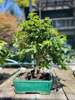 carpinus-orientalis-cor101