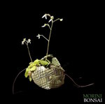 saxifraga-stolonifera-006