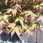 acer-palmatum-varieta-little-princess-ap107