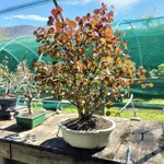 cercidiphyllum-japonica-katsura-kat100