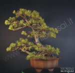 pinus-pentaphylla-pp35