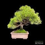 juniperus-itoigawa-gi149