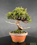 juniperus-itoigawa-gi219