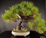 pinus-thunbergii-pt25