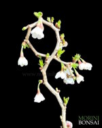 prunus-incisa-kojo-no-mai-pr103