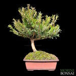 taxus-baccata-tb1100