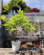 wisteria-floribunda-glicine-giapponese-gl05