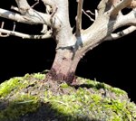 carpinus-orientalis-cor100