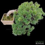 pinus-pentaphylla-pino-bianco-giapponese-pp50