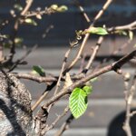 ostrya-carpinifolia-caprino-nero-oc105