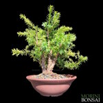 taxus-media-hicksii-tmh101