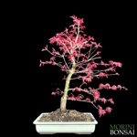 acer-palmatum-deshojo-ap109